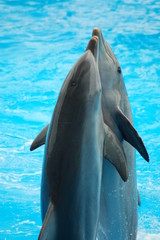 Naklejka premium THE DANCERS