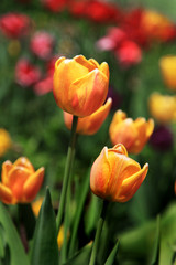 Fototapeta premium tulpenserie Postergrösse
