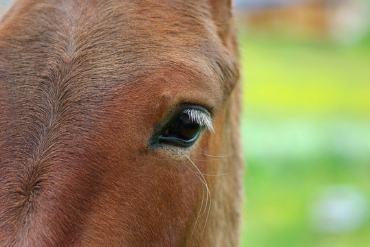regard d'un cheval