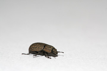 insects