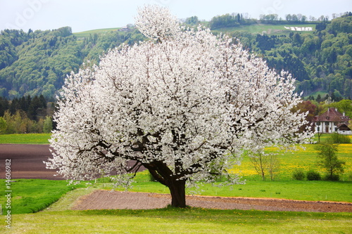 "Apfelbaum blüht" Stockfotos und lizenzfreie Bilder auf Fotolia.com