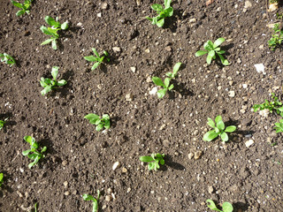 Seedlings Growing