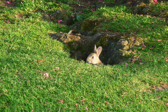 Rabbit In Park