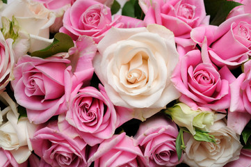 Pink roses closeup