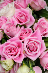 Fototapeta na wymiar Pink roses closeup