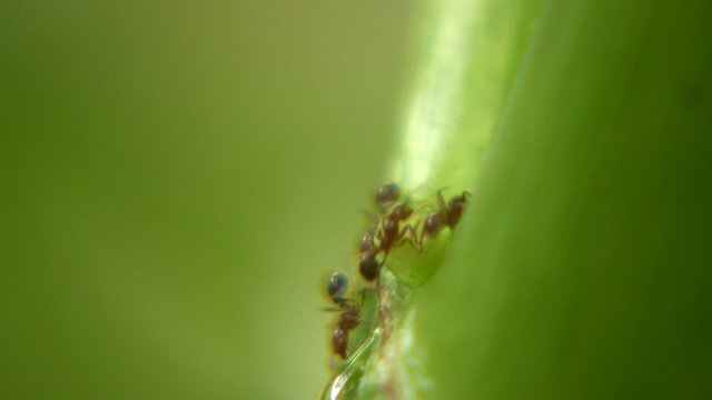 Hormigas