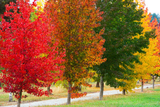 Autumn