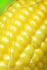 Corn cob close up