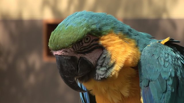Papagei