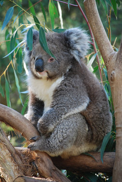Koala, Australia