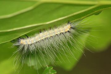 caterpillar