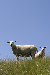 Obraz premium Danish Wadden Sea sheep