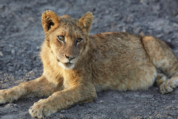 Fototapeta premium Lions at rest