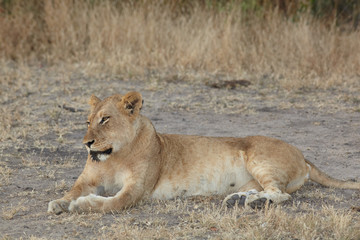 Fototapeta na wymiar Lions at rest