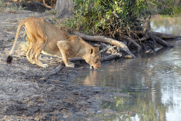 Obraz na płótnie Canvas lioness drinking