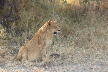 Lions at rest