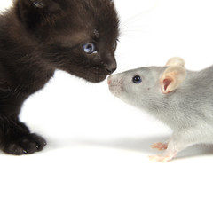 Chaton et rat