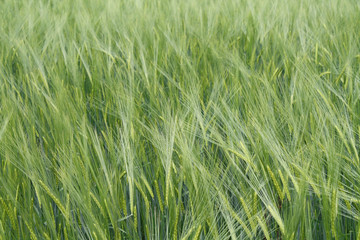 Green wheat field