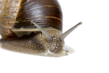 Schnecke