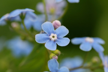 forget-me-not