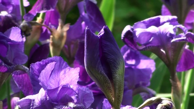Iris flower