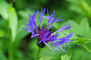 Blaue Flockenblume