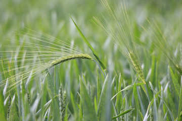 Gerstenähren im Weizenfeld