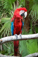 Edelpapgei