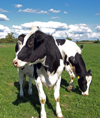 Dairy cows iin Meadow