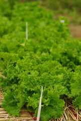 レタス畑