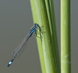 große Pechlibelle
