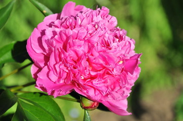 Blühende Pfingstrose