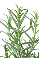 Fototapeta premium Rosemary