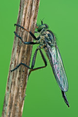 Gemeine Strauchdieb Neoitamus cyanurus