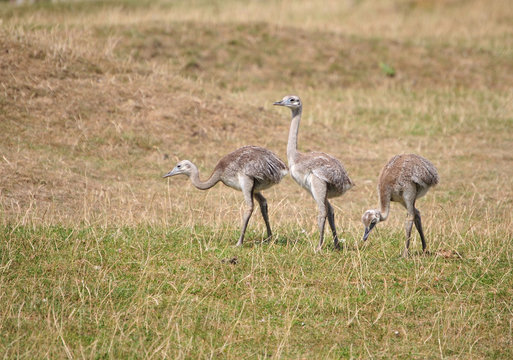 Junge Emu