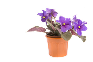 Naklejka na ściany i meble Purple violets