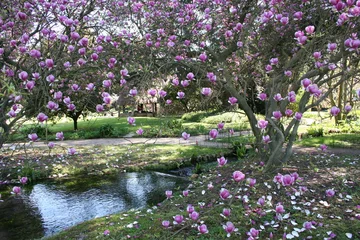 Photo sur Plexiglas Magnolia Magnolia