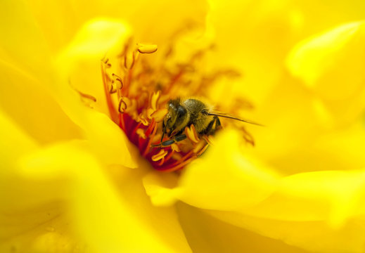 bee on yellow rose