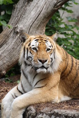 Obraz premium Amurtiger 17