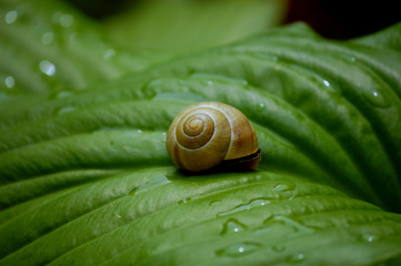 Snail on a green leave
