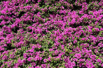 bougonvillia background