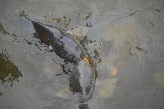 Karpfen im Kampf ums Fressen