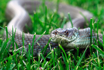 culebra de collar