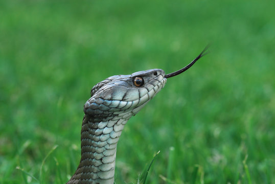 cabeza de culebra