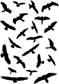 silhouettes d'oiseaux en vol