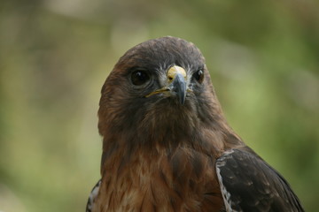 Hawk
