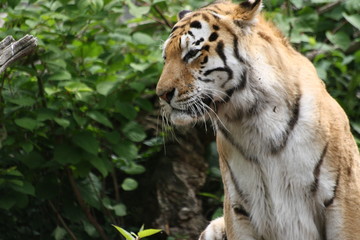 Amurtiger 38