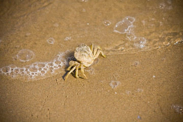 Crab stepping out the water