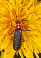Soldier beetle (Cantharis versicolora) sitting on a dandelion.