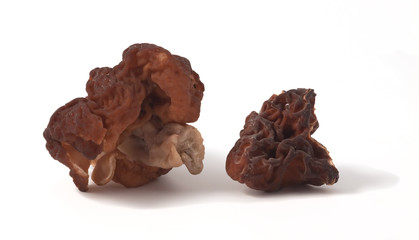 Morels isolated on white background.